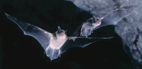 Picture of the Little Brown Myotis. Common in Washington state and most parts of the country. Here you see this cute little guy flying in a barn using echolocation to guide him. As Bettie might say 