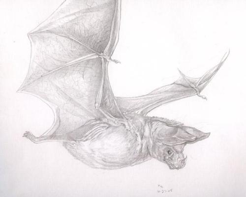 I've been working on my realism a bit more and I think this one of a bat turned out pretty well.