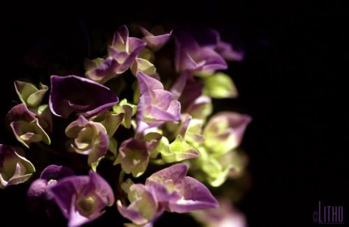 it is possible to find pretty plant life at devin\'s house...