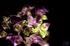 it is possible to find pretty plant life at devin's house...