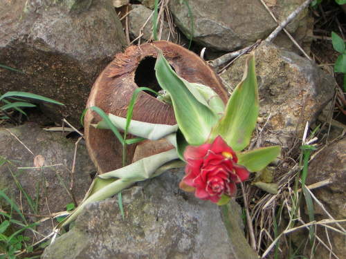I was told this is a ginger flower.  It just happens to be growing out of the shell of a coconut.  