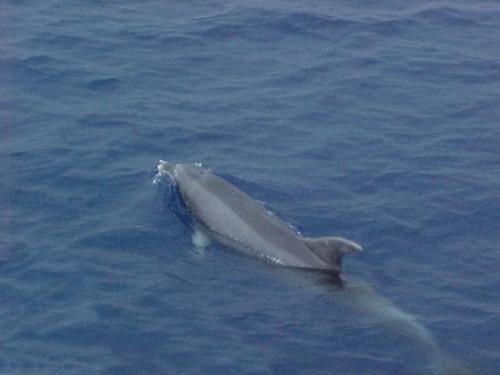Last year, watching the Dolphins swim by while out on a whale watch.