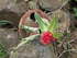 I was told this is a ginger flower.  It just happens to be growing out of the shell of a coconut.  