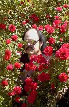 NightSide Owner of Hells Canyon Gothic
