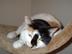 this is my snooty pooty kitty again