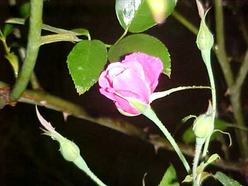 This photo was taken just after a soft rainstorm outside my home in rural Florida.