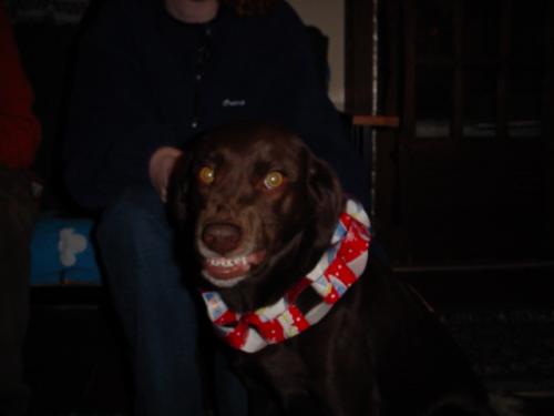 This is my dog smiling at the camera and showing her Xmas spirit.  Or maybe she just does not like the little collar that Kira made for her....