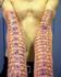On his Europen Adventure IamSquid got himself a couple of real tentacles...  Branded.