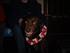 This is my dog smiling at the camera and showing her Xmas spirit.  Or maybe she just does not like the little collar that Kira made for her....